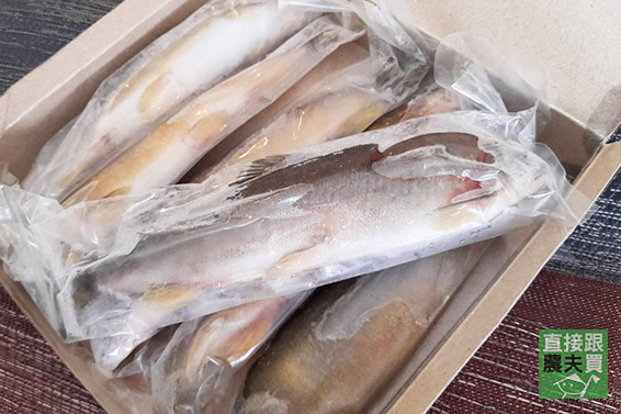 脂美肉甜 宜蘭湧泉頂級香魚（公/母）