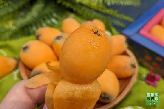 戀念的滋味 草生金黃枇杷