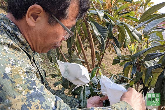 柔嫩甜香！無農藥拉拉山枇杷