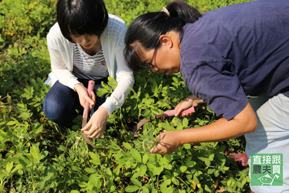 自然農法有機花生醬（原味、含糖）