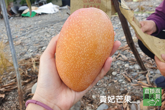 夏雪X貴妃芒果雙饗盒