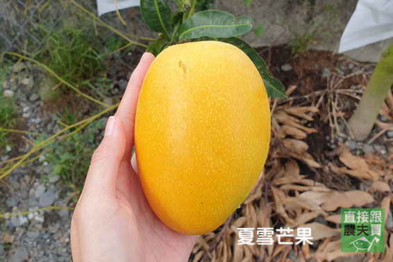夏雪X貴妃芒果雙饗盒