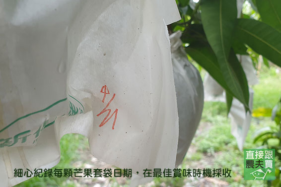 夏雪X貴妃芒果雙饗盒