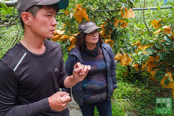 一吃成主顧！ 梨山草生新世紀梨