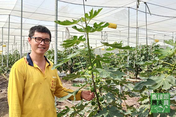 黃紅雙品種無花果 甜蜜雙享！