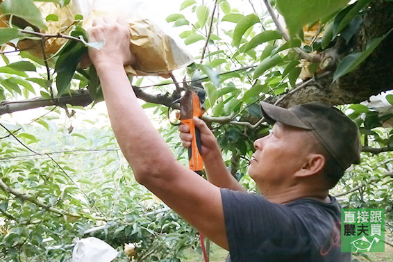 甜蜜多汁！草生寶島甘露梨