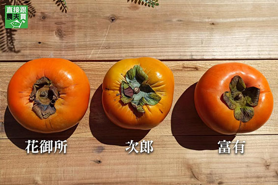 私房產區！烏石坑時令甜柿（禮盒版）