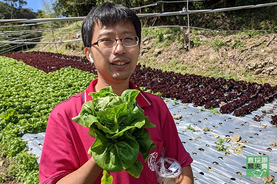 清甜脆嫩 有機綜合生菜