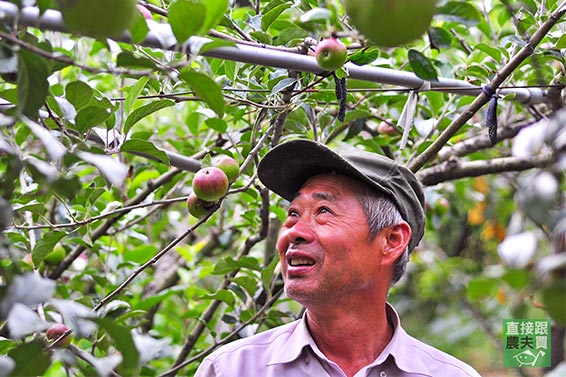 堅持草生 本土蜜蘋果「紅金冠」