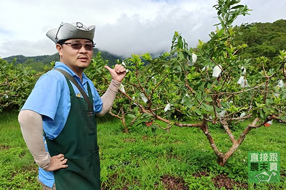超香！草生「軟」紅心芭樂