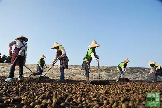 極品養生 茶油陳醋禮盒