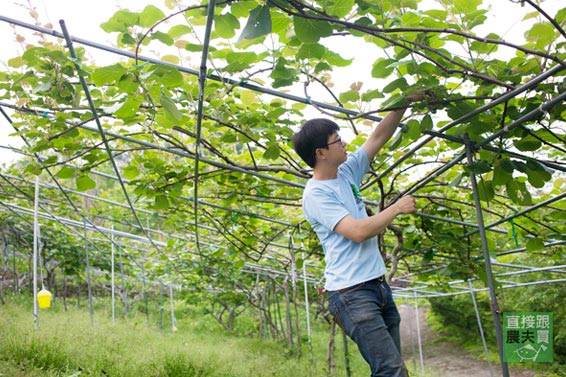 【自己吃】台灣大挺農！養自己的奇異果樹