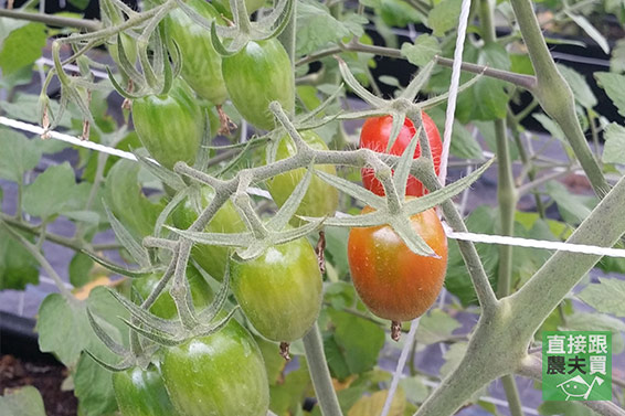 百大青農 有機玉女小番茄