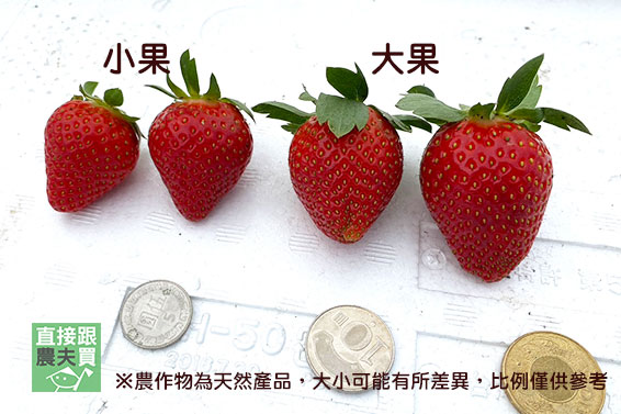 幸福濃郁 有機香水草莓