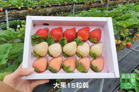 苗栗大湖 三色草莓百寶盒