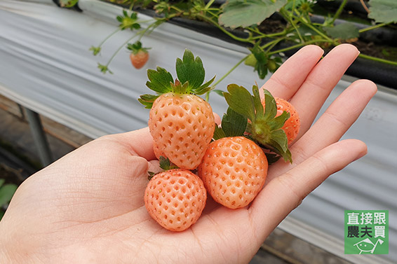 苗栗大湖 夢幻雙色草莓寶盒