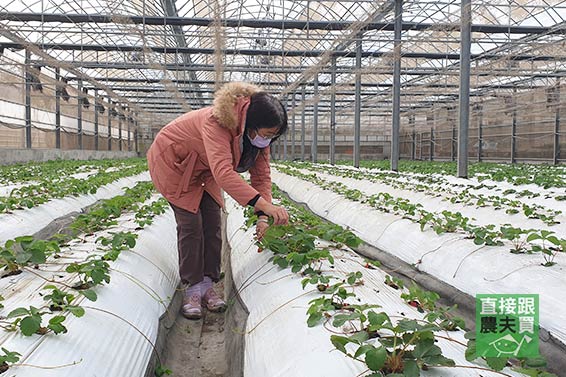 濃郁花果調 有機轉紅顏草莓