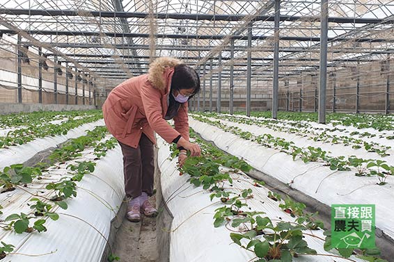 濃郁花果調 有機紅顏草莓