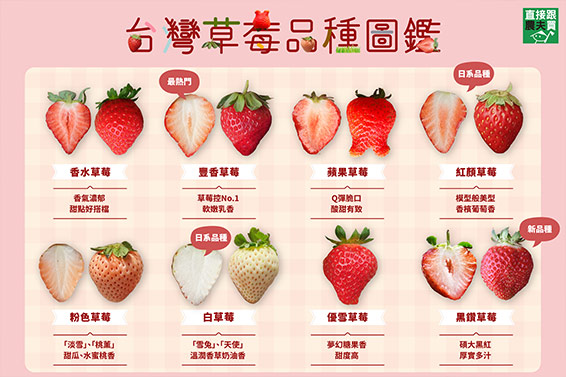 直接跟農夫買-🍓草莓控快收藏！台灣草莓品種圖鑑