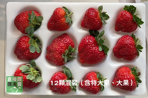 莓香濃郁！無農藥黑鑽草莓