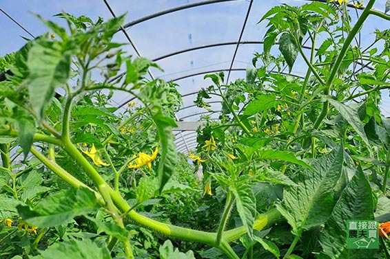 有機多彩時蔬寶盒（傳說級品種特搜）