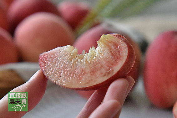 一枝一果！摩天嶺精品水蜜桃