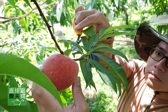 一枝一果！摩天嶺精品水蜜桃