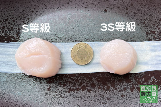 標章認證！日本生食級干貝