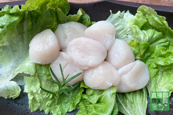 標章認證！日本生食級干貝