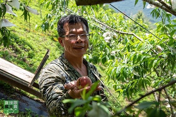 罕見！無農藥拉拉山水蜜桃(五月桃)