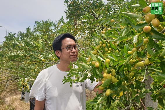 清甜爽口 公館無農藥紅棗鮮果