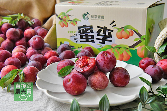 綿密多汁 梨山草生西瓜李(櫻桃蜜李)
