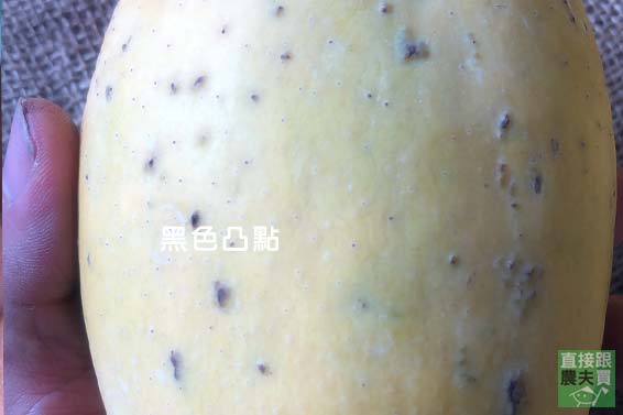 土芒果香！ 草生金煌芒果(惜福版)