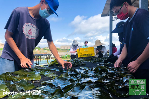 海味鮮甜！日曬金門昆布