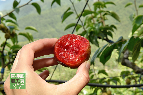 綿密多汁 梨山草生西瓜李（櫻桃蜜李）