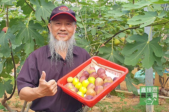 匠人級雙品無花果！金傲芬+波姬紅（無農藥）