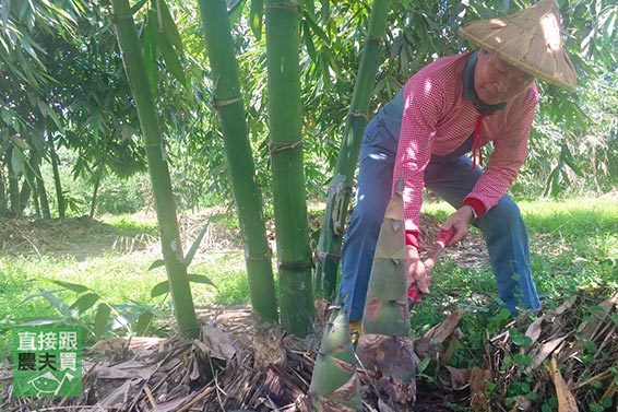 5分鐘上菜！零添加熟脆筍片