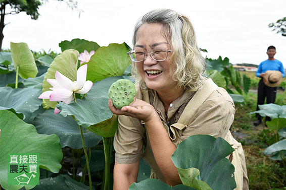 蓮香濃郁！無農藥白蓮子