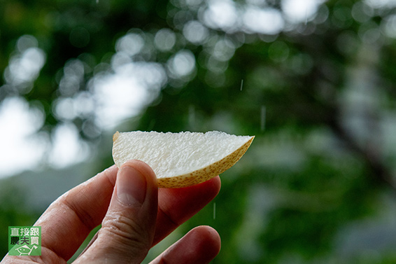 香脆生津！無農藥拉拉山蜜雪梨