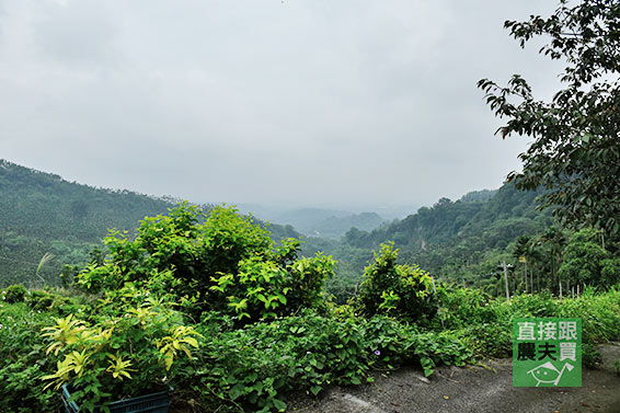 香甜滑順 阿里山黃金果 