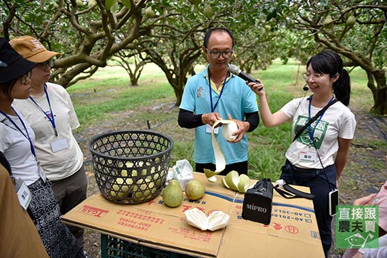 養自己的文旦樹！當花蓮老欉文旦的養父母