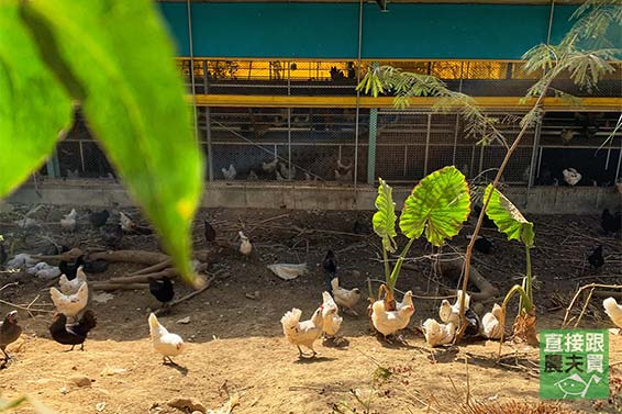 非基改飼料飼育！頂級放牧烏骨雞蛋