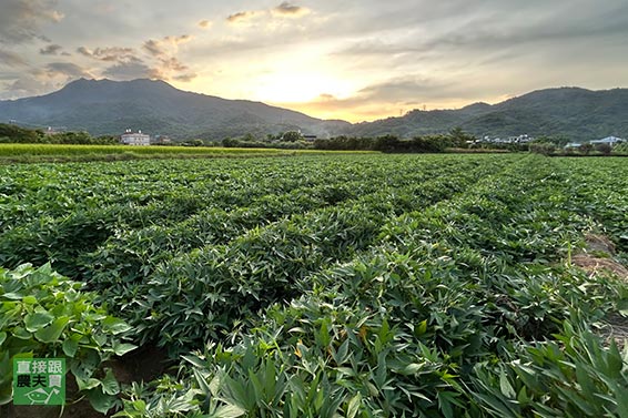 鬆綿細緻 無農藥金山黃肉地瓜