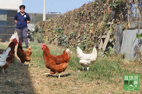 特製營養飼料 放牧土雞蛋