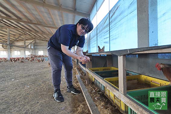 特製營養飼料 放牧土雞蛋