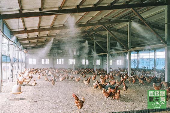 特製營養飼料 放牧土雞蛋