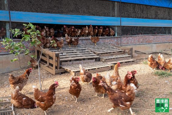 無抗生素飼養  頂級放牧土雞蛋