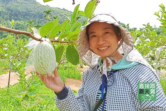 外脆內軟雙享受！有機紅寶石芭樂