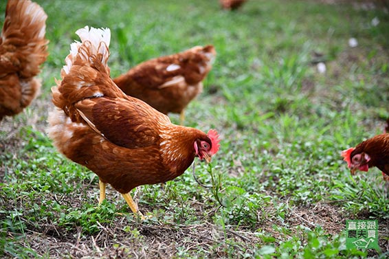 無抗生素飼養  頂級放牧土雞蛋