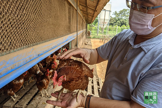 無抗生素飼養 頂級放牧土雞蛋